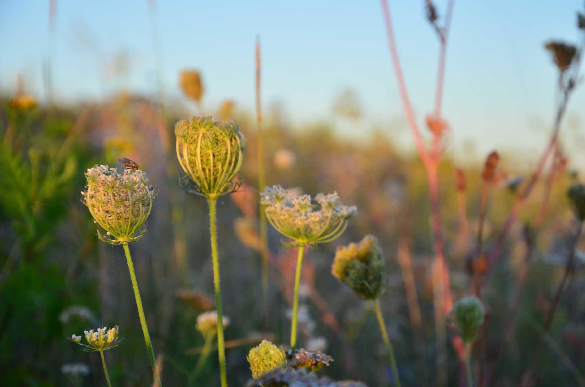 Wilde-Garten-Beratung