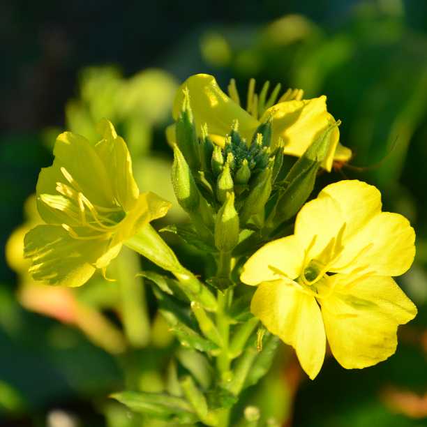 Wildpflanzen-Workshop