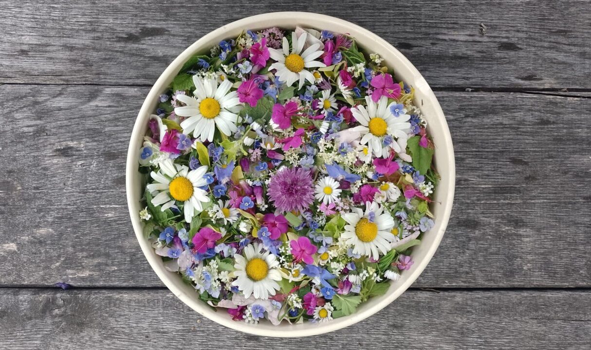 Wildpflanzen-Schulungen