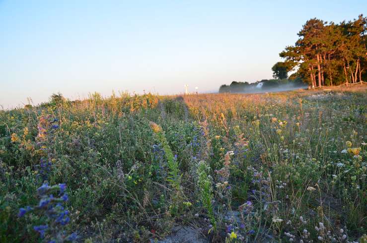 Wildpflanzen-Spaziergänge