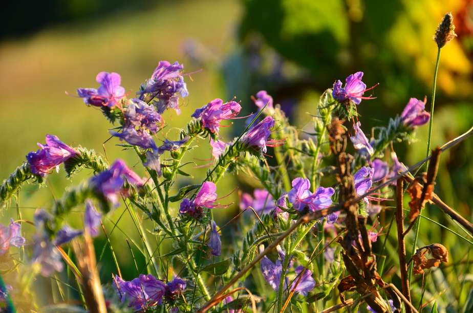 Wildpflanzen-Schulungen